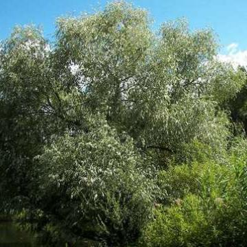 Salix alba