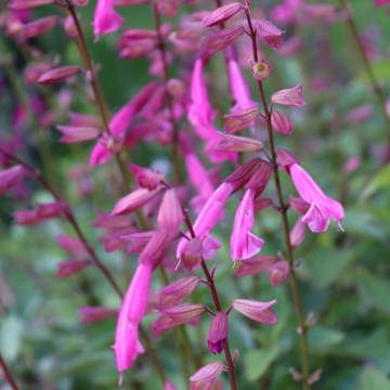 Salvia hybride 'Amistad'®