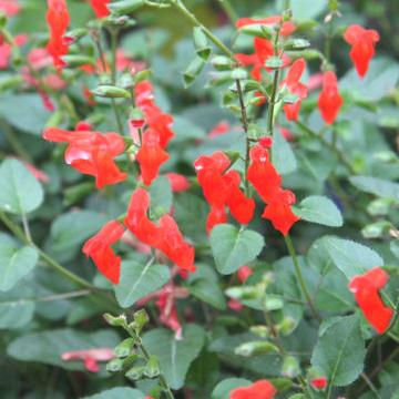 Salvia blepharophylla