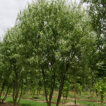 Salix babylonica 'Tortuosa'