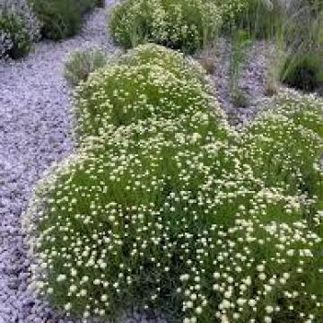 Santolina cham. 'Edwards Bowles'