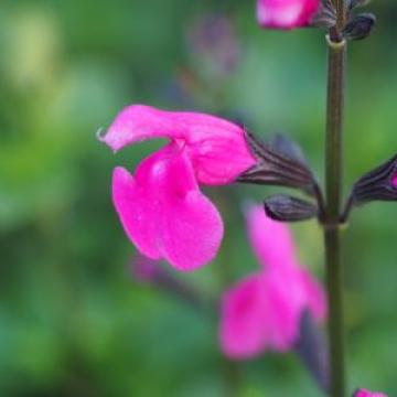 Salvia microphylla 'Cosmic Lady' 