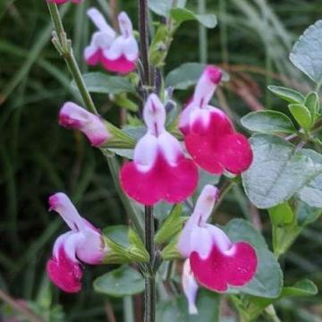 Salvia microphylla 'Cherry Lips'