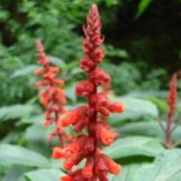 Salvia confertiflora