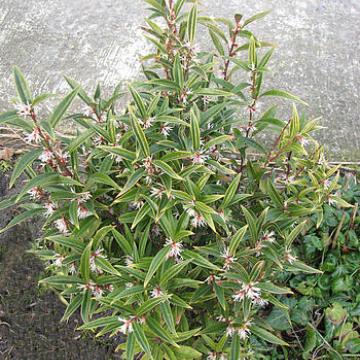 Sarcococca confusa
