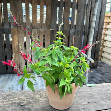 Salvia elegans 'Scarlet Pineapple'