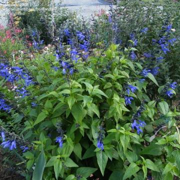 Salvia guaranitica 'Black & Blue'