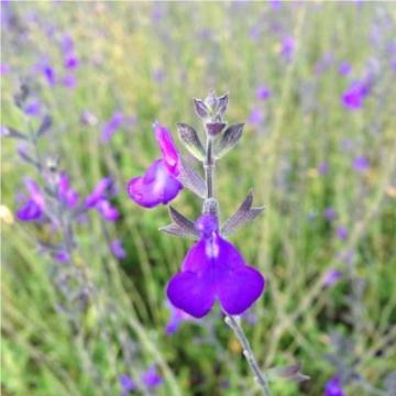 Salvia greggii 'Blue Note'