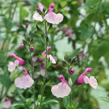 Salvia greggii 'Dancing Dolls'