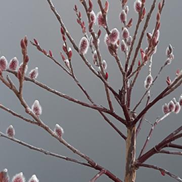 Salix gracilistyla 'Mount Aso'