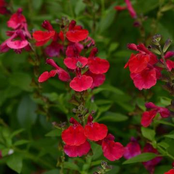 Salvia greggii 'Mirage Cherry Red'