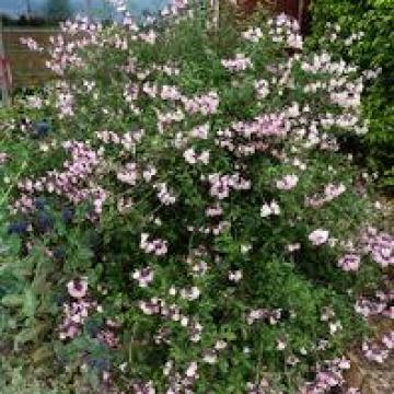 Salvia greggii 'Stormy Pink'