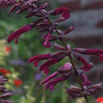 Salvia guaranitica 'Tropicolour Claret'