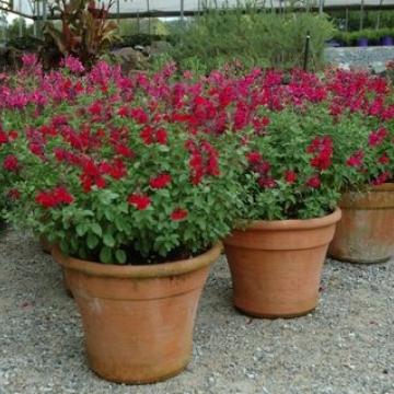 Salvia microphylla 'Heatwave Blaze'
