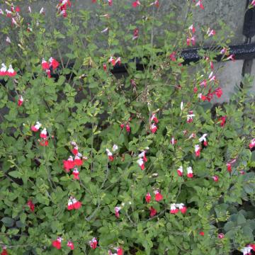 Salvia microphylla 'Hot Lips'