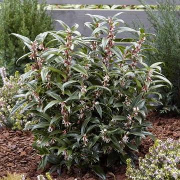 Sarcococca hook. 'Purple Stem'