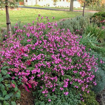 Salvia microphylla 'Heatwave Sparkle'