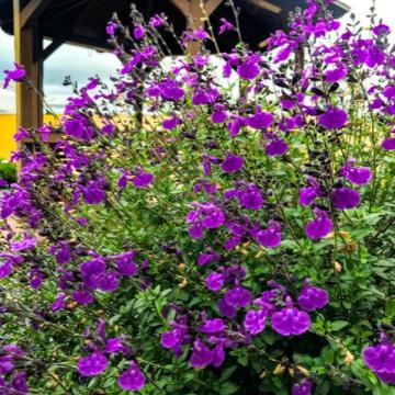 Salvia microphylla 'Violet dream'