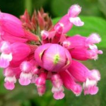 Salvia involucrata 'Bethellii'