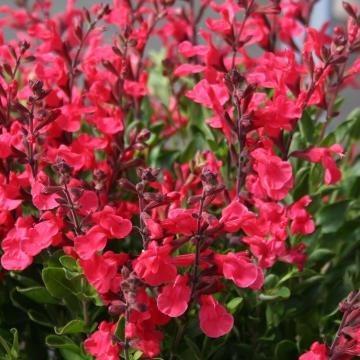 Salvia jamensis (x) 'Flammen' ®