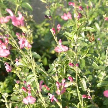 Salvia jamensis (x) 'Kentish Pink'