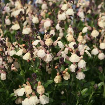 Salvia jamensis (x) 'Melen'
