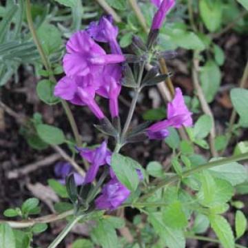 Salvia hybride 'Lilac Dream'