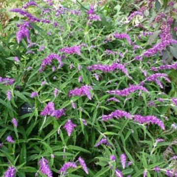 Salvia leucantha 'Purple Velvet'