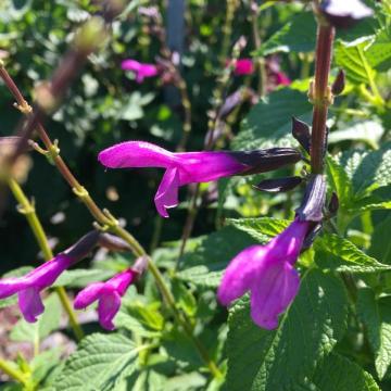 Salvia 'Lake Tahoe'®