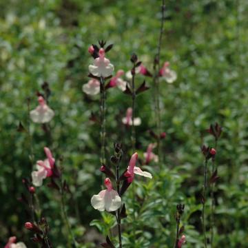Salvia 'Autumn Moon'