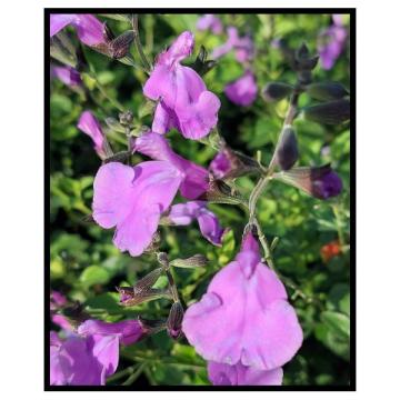 Salvia 'Hercules'