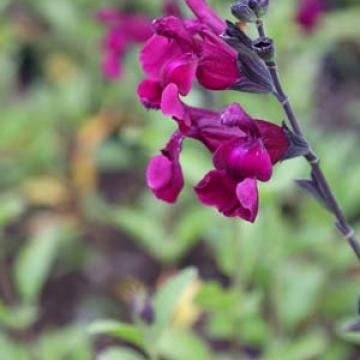 Salvia microphylla 'Viola's darling'