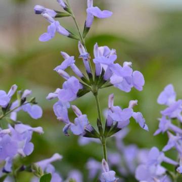 Salvia microphylla 'Aquamarine'
