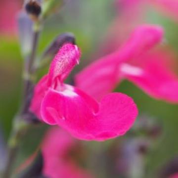 Salvia microphylla 'Arenal'