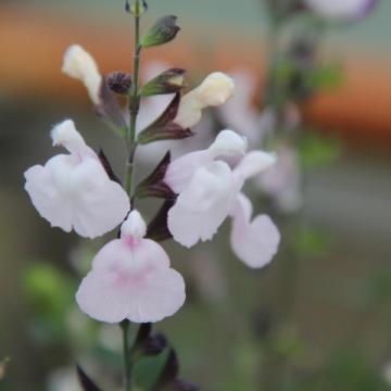 Salvia microphylla 'Corcovado'