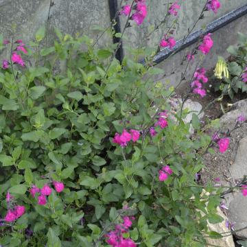 Salvia microphylla 'Cerro Potosi'
