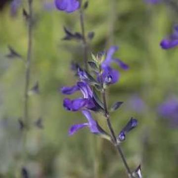 Salvia microphylla 'Delice Feline' 