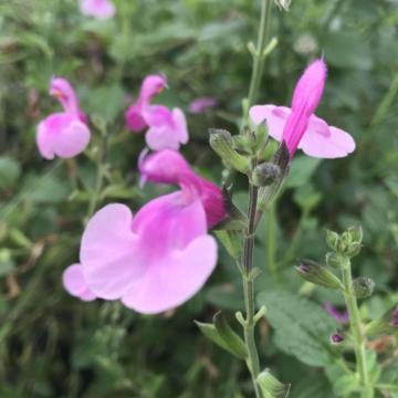 Salvia microphylla 'Hesperides'