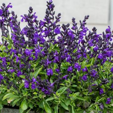 Salvia greggii 'Mirage Violet'