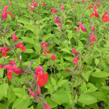 Salvia microphylla 'Jezebel'