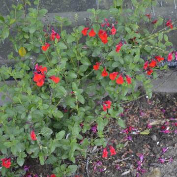Salvia microphylla 'La Foux'
