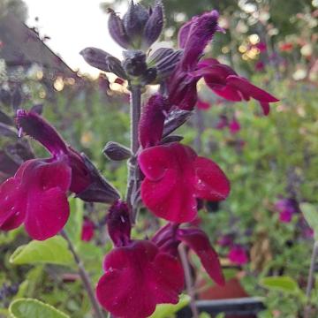 Salvia hybride 'Morada'