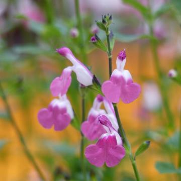 Salvia microphylla 'Pink Lips' (jeremy)
