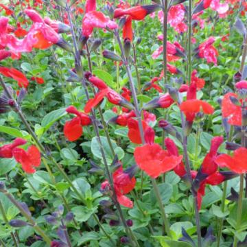 Salvia microphylla 'Royal Bumble' (salvino true red)
