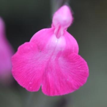 Salvia microphylla 'Pretty Pink' (salvino pink)