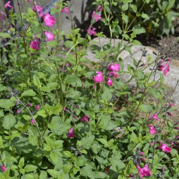 Salvia microphylla 'Wild Watermelon'