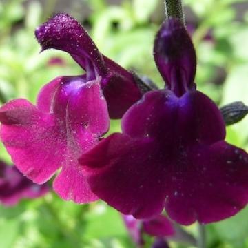 Salvia jamensis (x) 'Nachtvlinder'