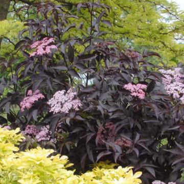 Sambucus nigra