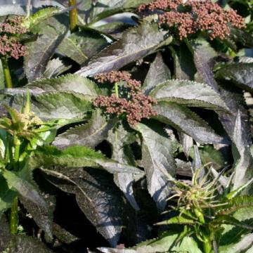 Sambucus nigra 'Black Tower'