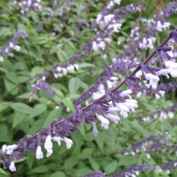 Salvia hybride 'Phyllis's Fancy'